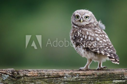 Picture of UK Wild Llittle Owl